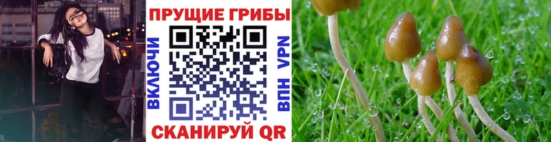 Псилоцибиновые грибы Cubensis  Пласт 